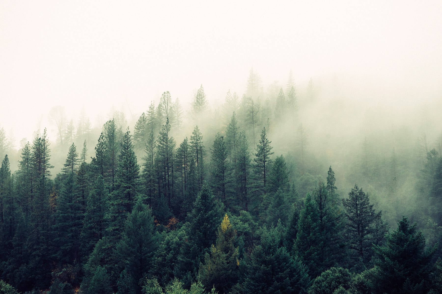 A pine forest fading into fog